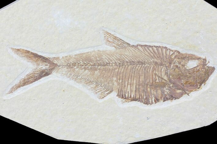 Diplomystus Fossil Fish - Wyoming #81422